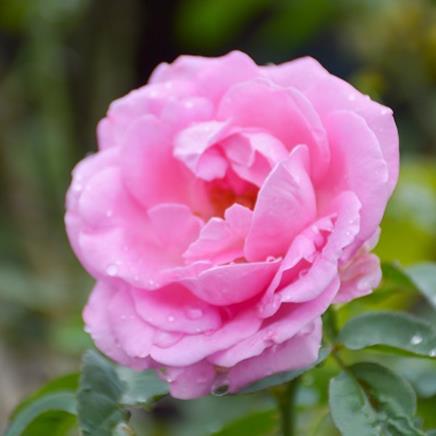 rose de damas rose de damas