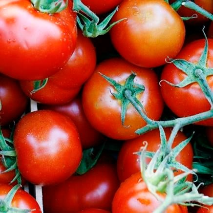 lycopene Lycopene