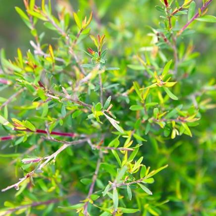 tea tree Tea tree