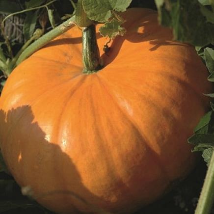 huile-pepins-courge Huile de pépins de courge