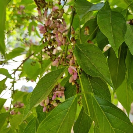 Pongamia