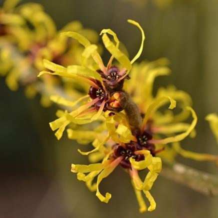 Hamamelis Hamamelis