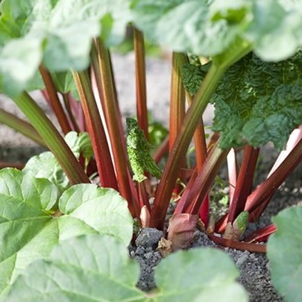 rhubarbe rhubarbe
